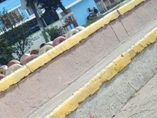 Pasion morena