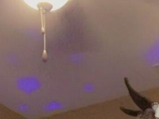 LunaSynns
