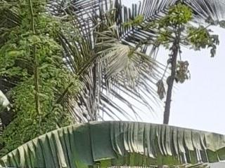 Thumarabhabi